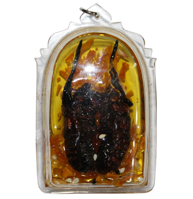 Cikada in oil - Ajhan Bunmar